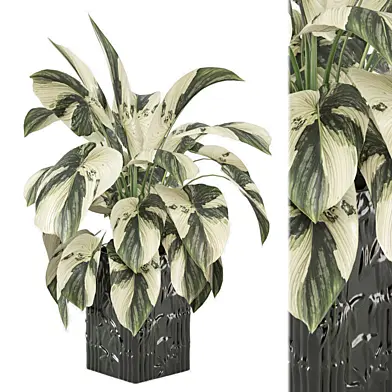 indoor Plants Collection 2463