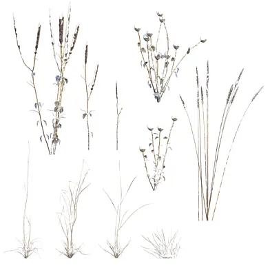 Winter plants 02