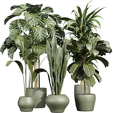 plant vol 913 - monstera - sansveria - fiddle - banana
