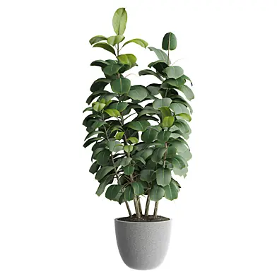 indoor Plant 691