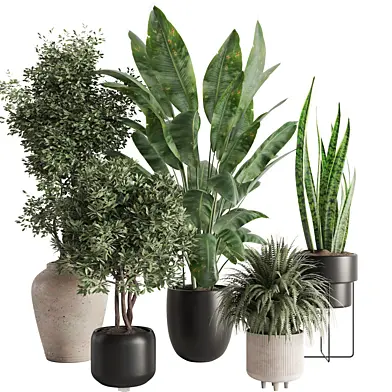 indoor plant Set 154
