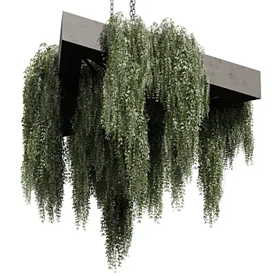 plant vol 918 - hanging - ampelous - ivy