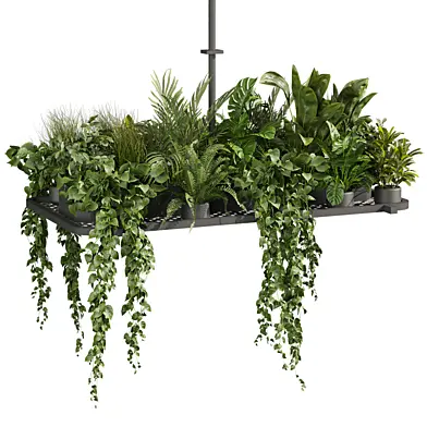 plant vol 919 - pothos - hanging - ampelous - palm
