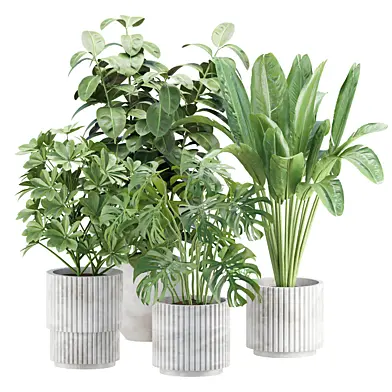 Indoor Plants in Pot V358