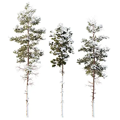 AV Winter Plant Snow Pinus Engelmannii and Snow Pinus Nigra Sylvestris