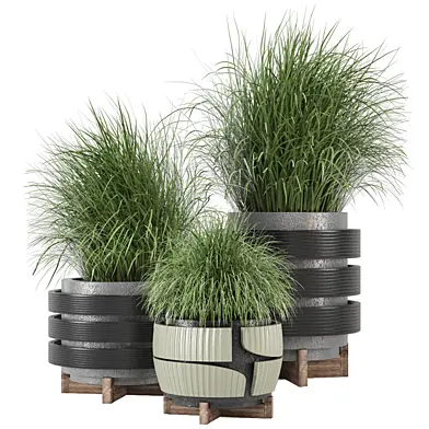 Indoor Plants Collection 2500