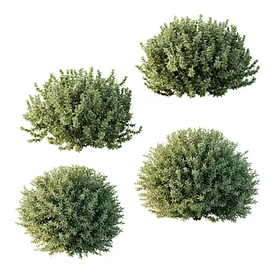 Diffrent  Bush 001 Frutices Fortescue Euonymus
