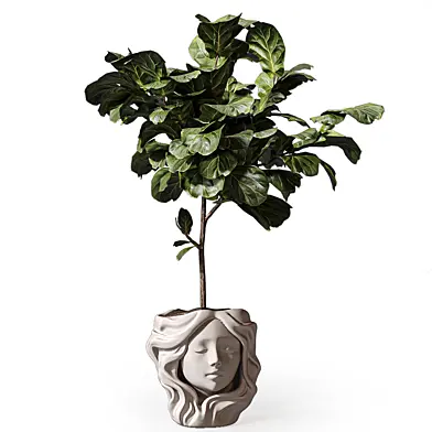 Indoor Tall Plants Ficus Lyrata In decorative Pot 426