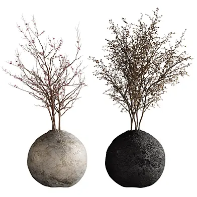 Indoor plant  0151