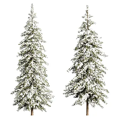 Snow spruce 032