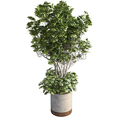 MI Ficus Scheflera Tree 464