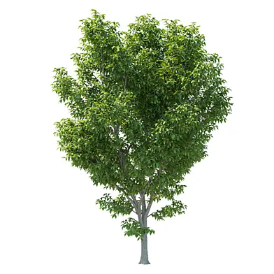 Zelkova serrata Green Vase tree