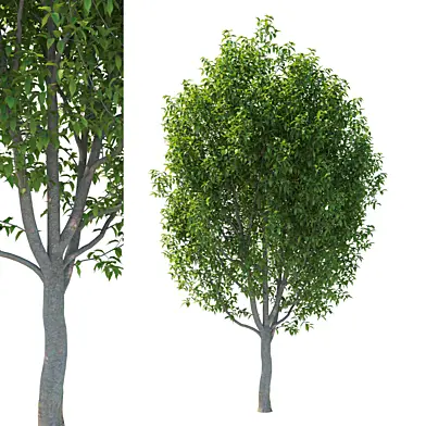 Zelkova serrata Green Vase tree 05