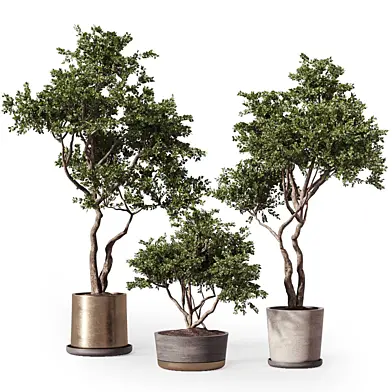 Indoor Plants Tree Shrub Bonsai 455