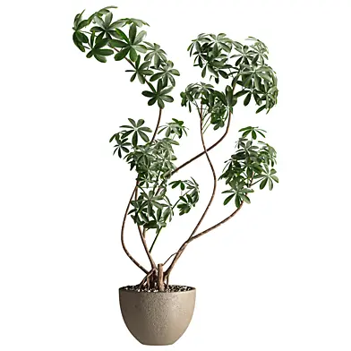Schefflera Plant