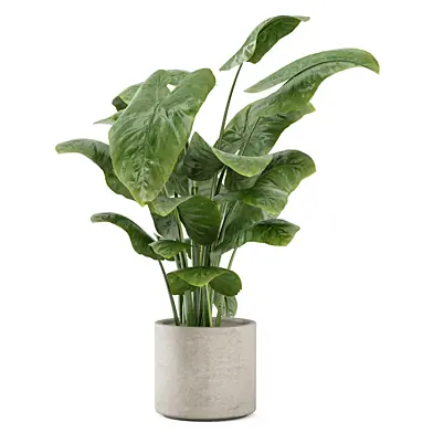 Big Leaf Alocasia Gageana Plant_Set 4342