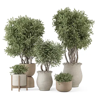 Indoor Olive Tree In Rusty Concrete Pot_Set 4346 Version: 2019