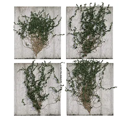 plant vol 1003 - Hedera - leaf - fitowall - ivy