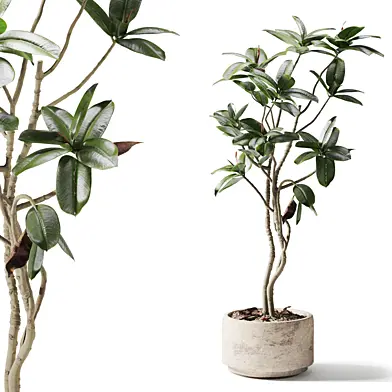 Ficus Tree in Stone Pot