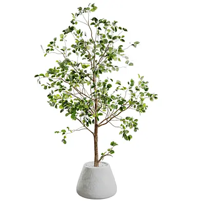 Indoor plant mf 0129