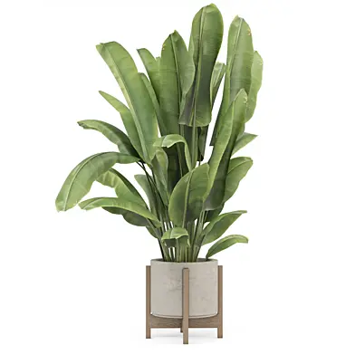 Big Leaf Plant in Handmade Pot_Set 4365