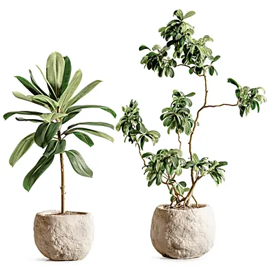Indoor Plant Set 187