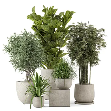 Indoor Plants in Handmade Stone Pots_Set 4372