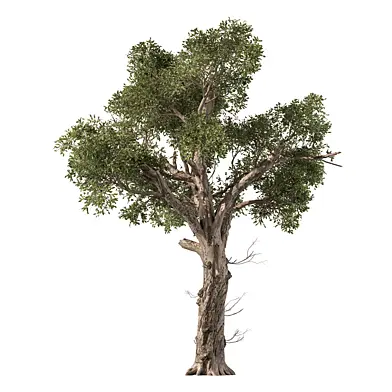 Oak Tree 455
