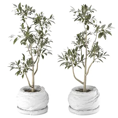 Indoor plant 068