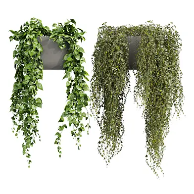 plant vol 1040 - hanging - pothos - ivy