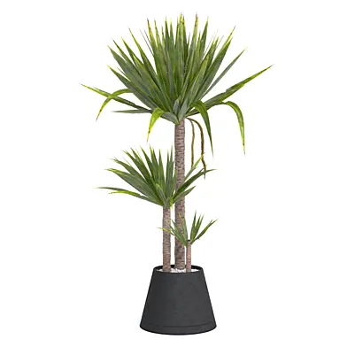 Plants_collection 01 Yucca