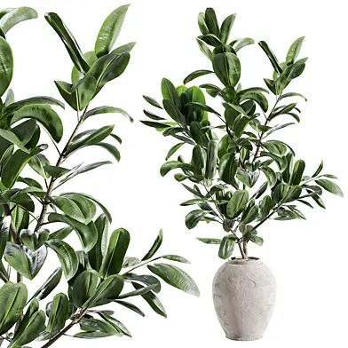 Indoor plant A648