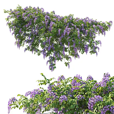 American Wisteria 04