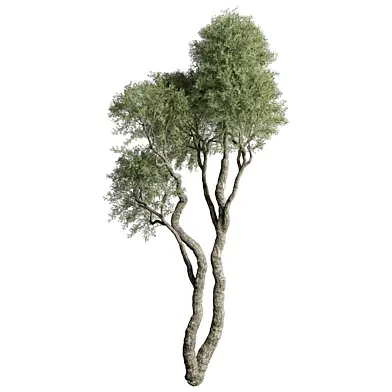 tree vol 59