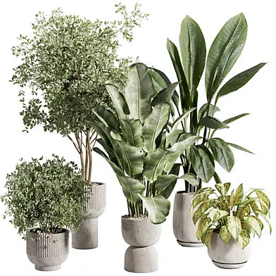 Indoor plant A652