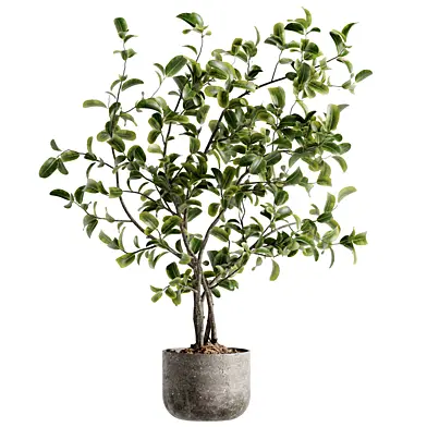 Indoor Bonsai Plant 127
