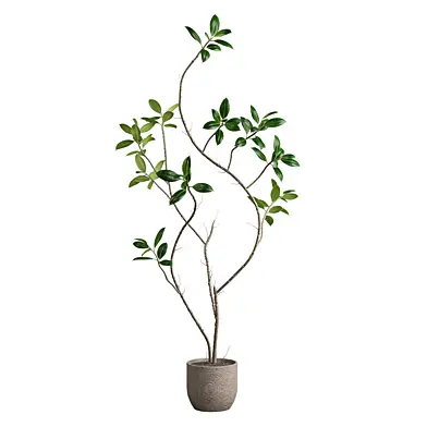 Ficus elastica