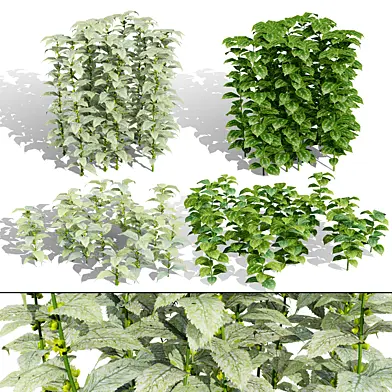 Lamium Galeobdolon 3D Ground Cover Pack