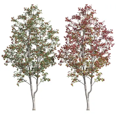 Рябина обыкновенная (Sorbus aucuparia)