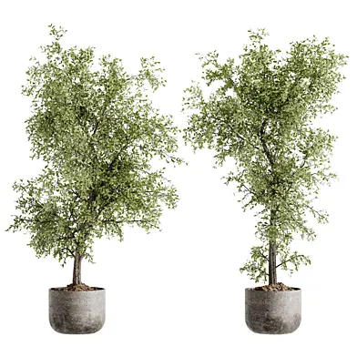 Indoor Bonsai Plant 145