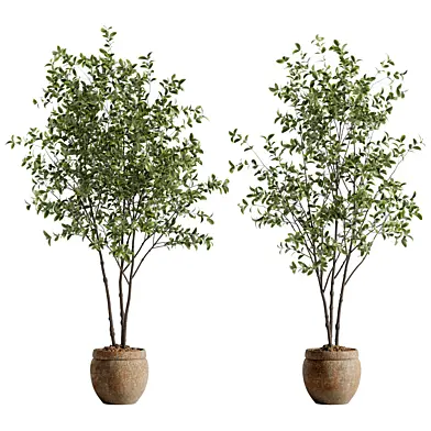 Indoor Bonsai Plant 147