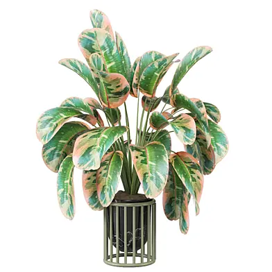 indoor Plants Collection 2605