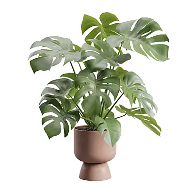 Swisscheese Monstera Plant