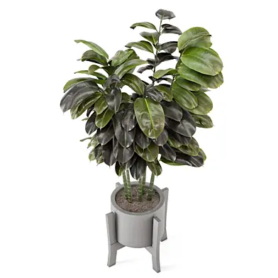 Ficus Plant in Handmade Pot_Set 4461
