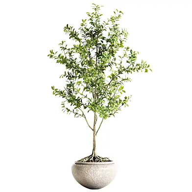 indoor plant 20