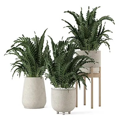 Indoor Zamfoulia Plants _Set 4469