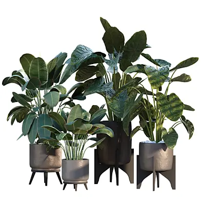 banana plant in vase 1045