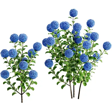 Hydrangea Plant