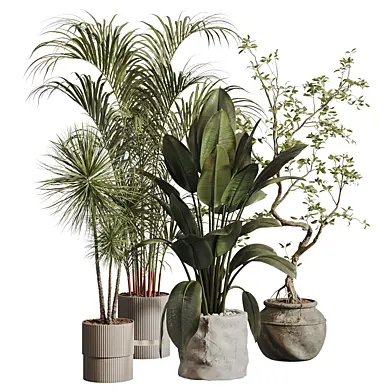 Indoor plants Collection 132