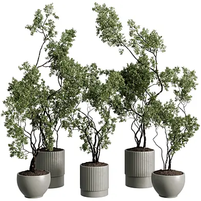 Tree branch bush in a concrete pot - Indoor plant 799